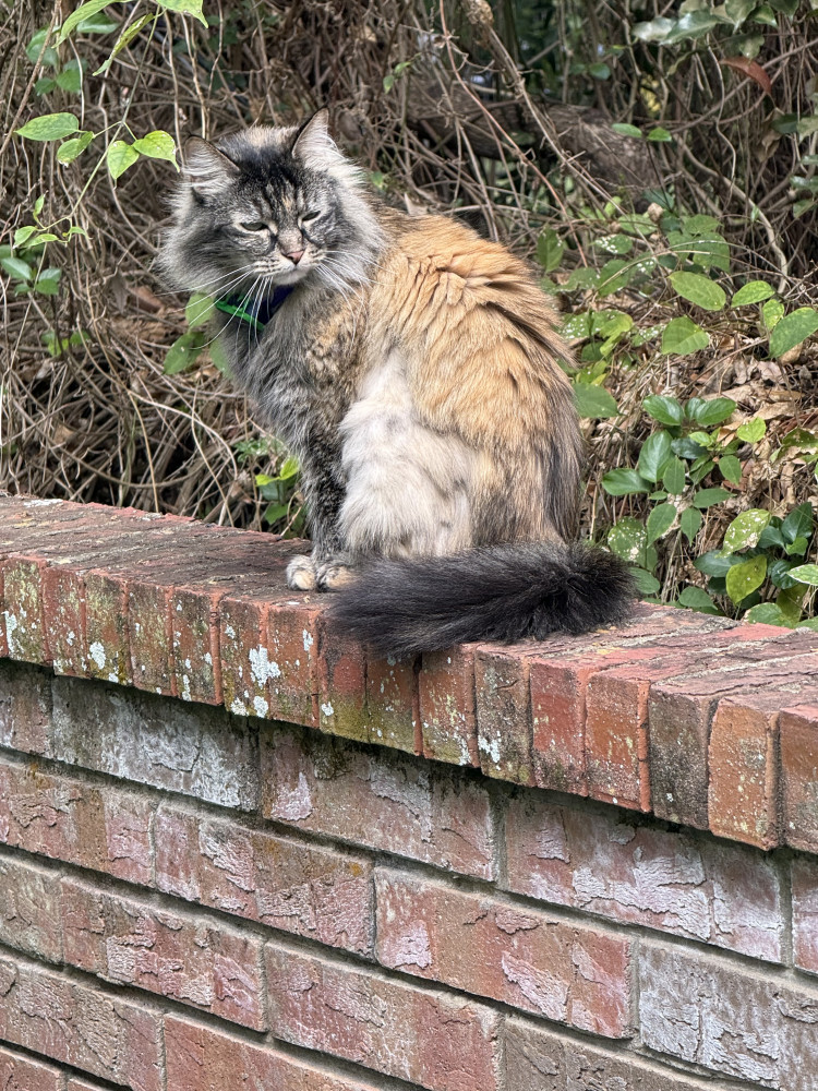 Found Male Cat (Multi, Cat long hair)