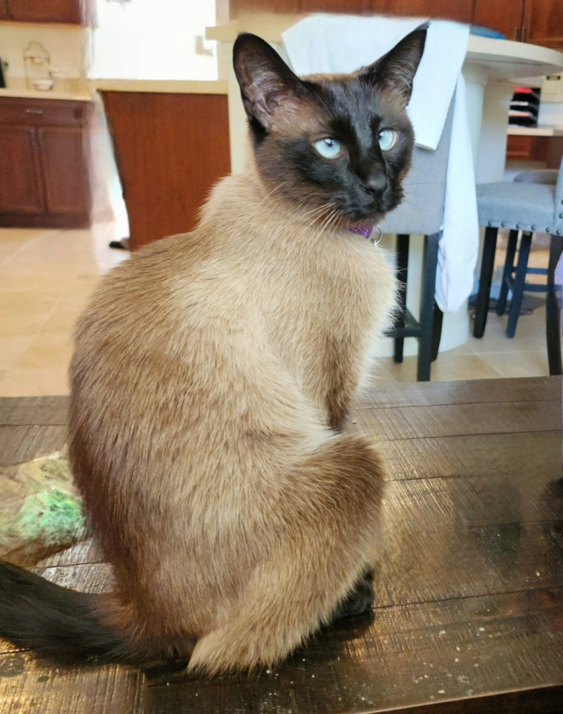 Lost Male Cat (Seal point, Siamese)