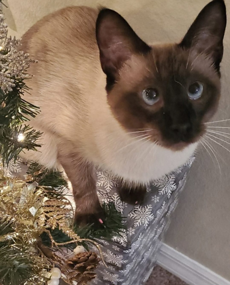 Lost Male Cat (Seal point, Siamese)