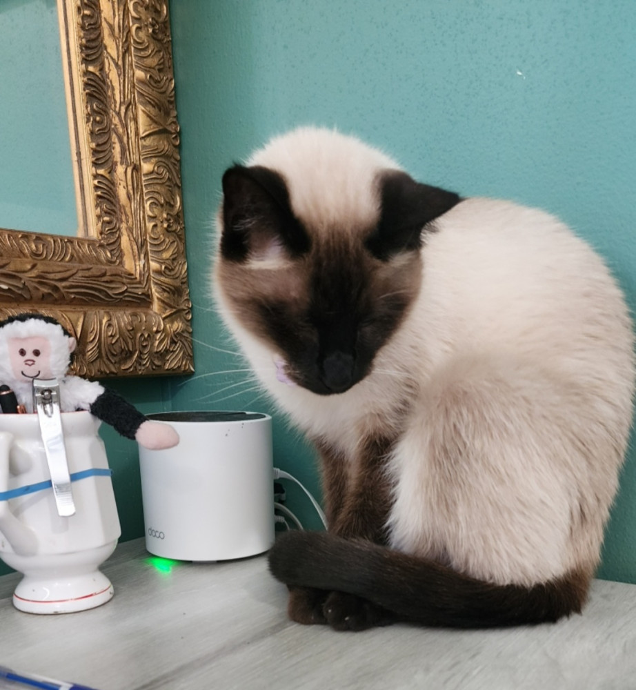 Lost Male Cat (Seal point, Siamese)