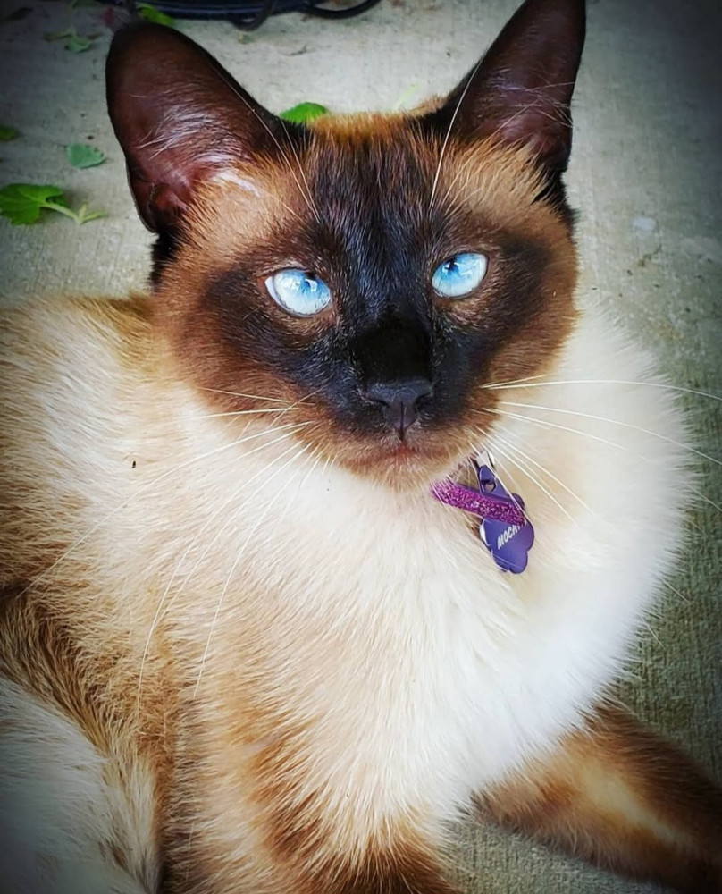 Lost Male Cat (Seal point, Siamese)