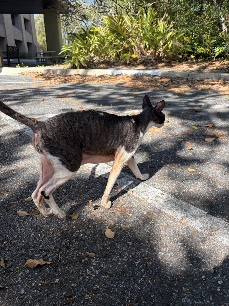 Found Female Cat (gray/white, Sphynx)