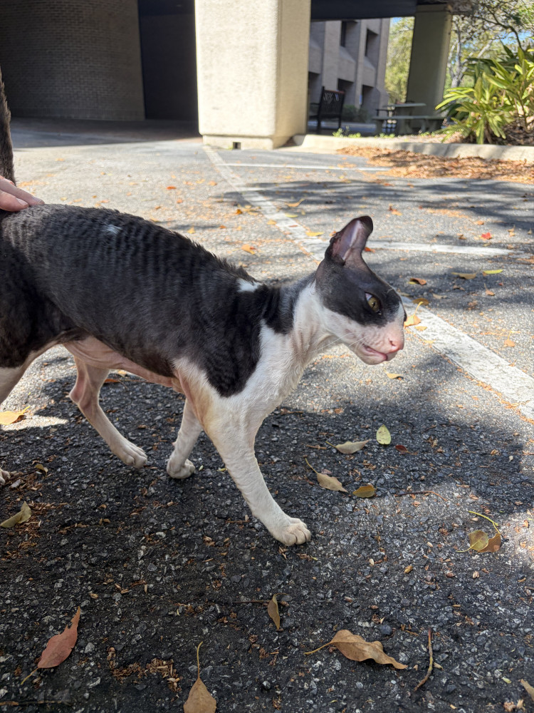 Found Female Cat (gray/white, Sphynx)
