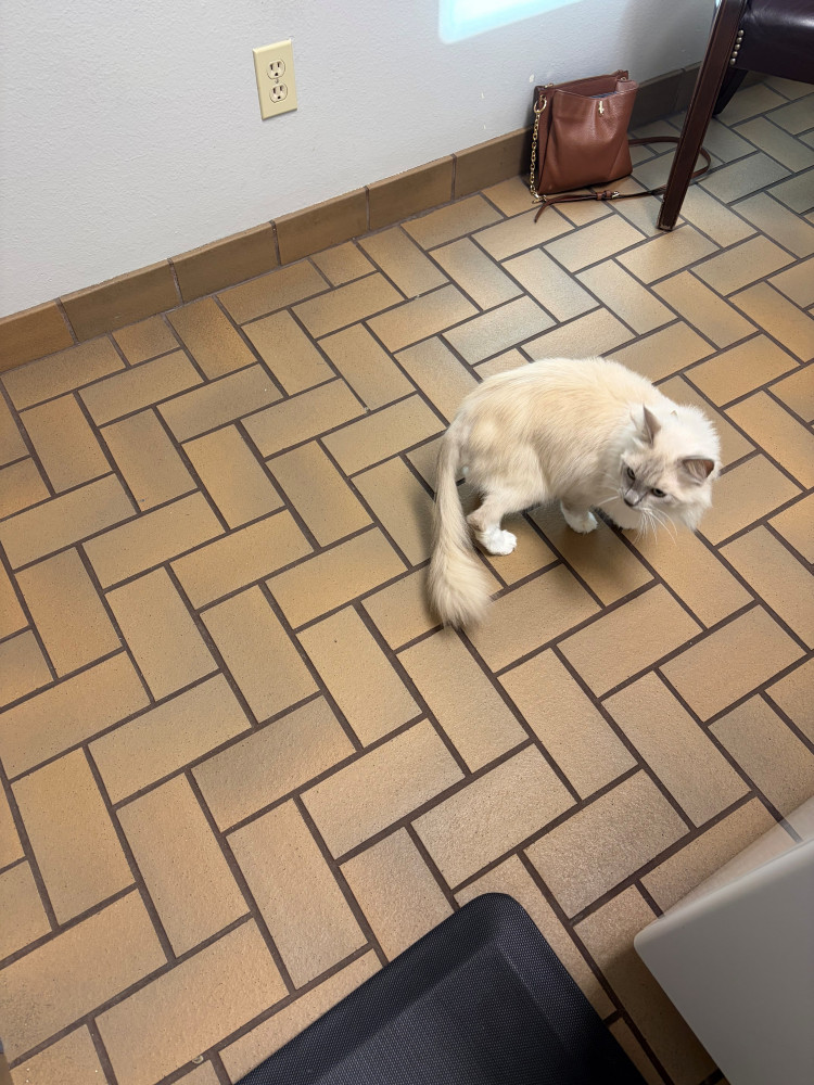 Reunited Male Cat (cream, Himalayan)