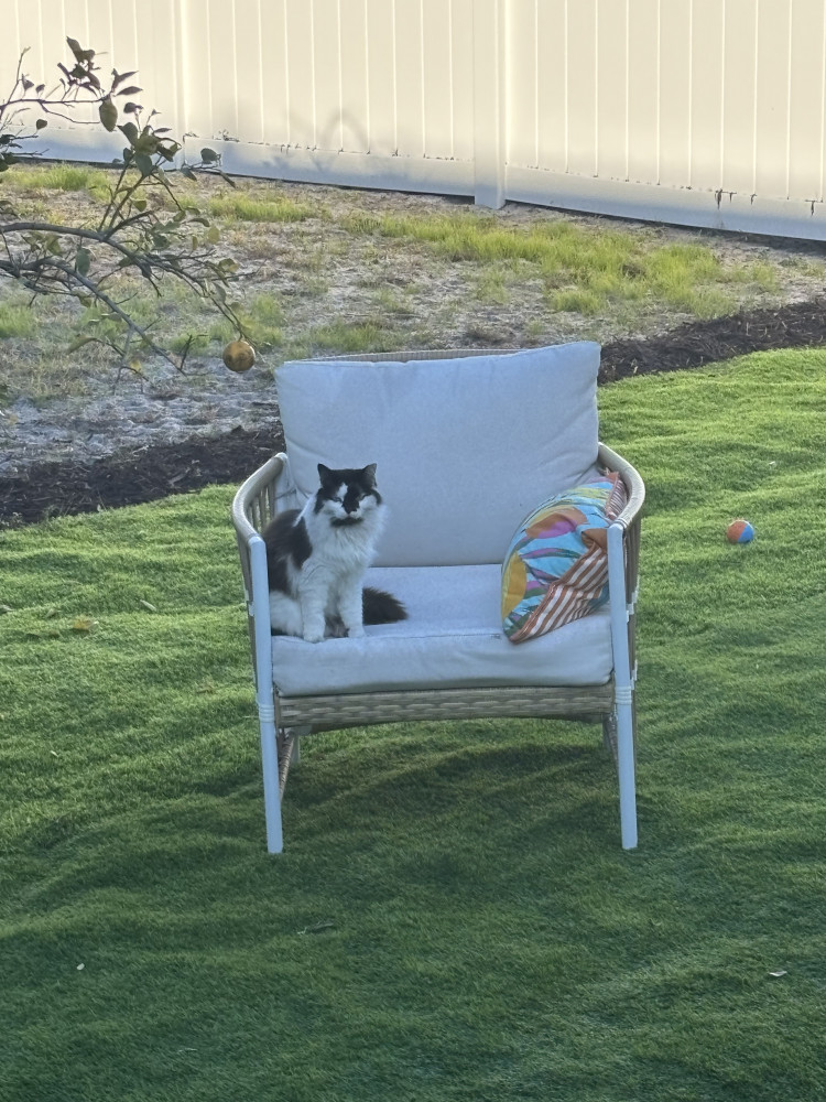 Lost Female Cat (Fluffy Black and white, Rescued)