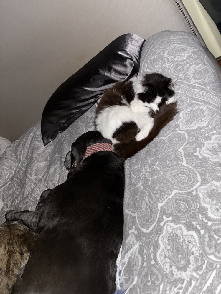 Lost Female Cat (Fluffy Black and white, Rescued)