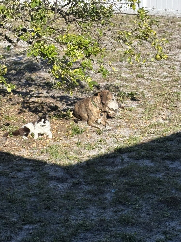 Lost Female Cat (Fluffy Black and white, Rescued)