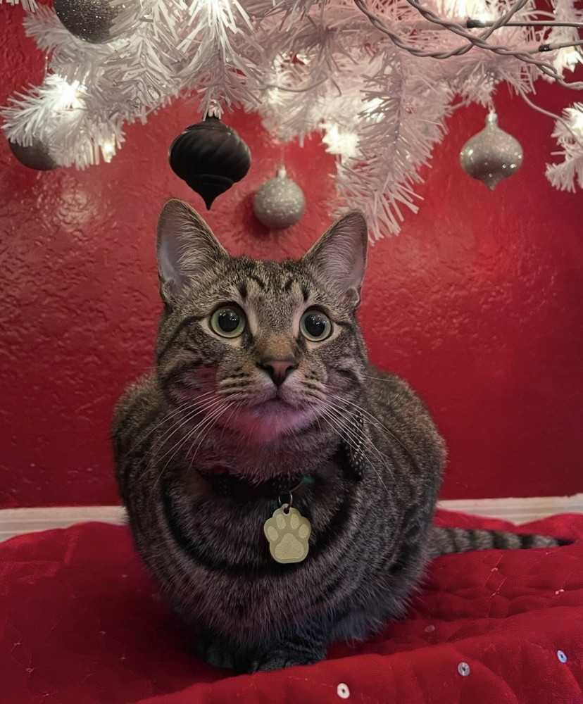 Lost Male Cat (Brown black, Tabby)