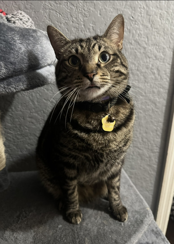 Lost Male Cat (Brown black, Tabby)