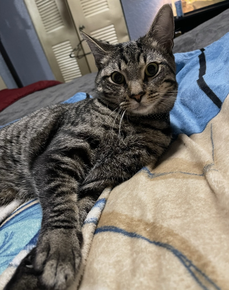 Lost Male Cat (Brown black, Tabby)