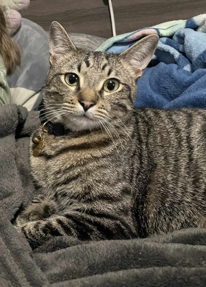 Lost Male Cat (Brown black, Tabby)
