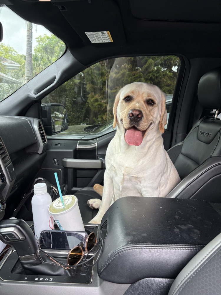 Reunited Female Dog (Yellow, Lab)