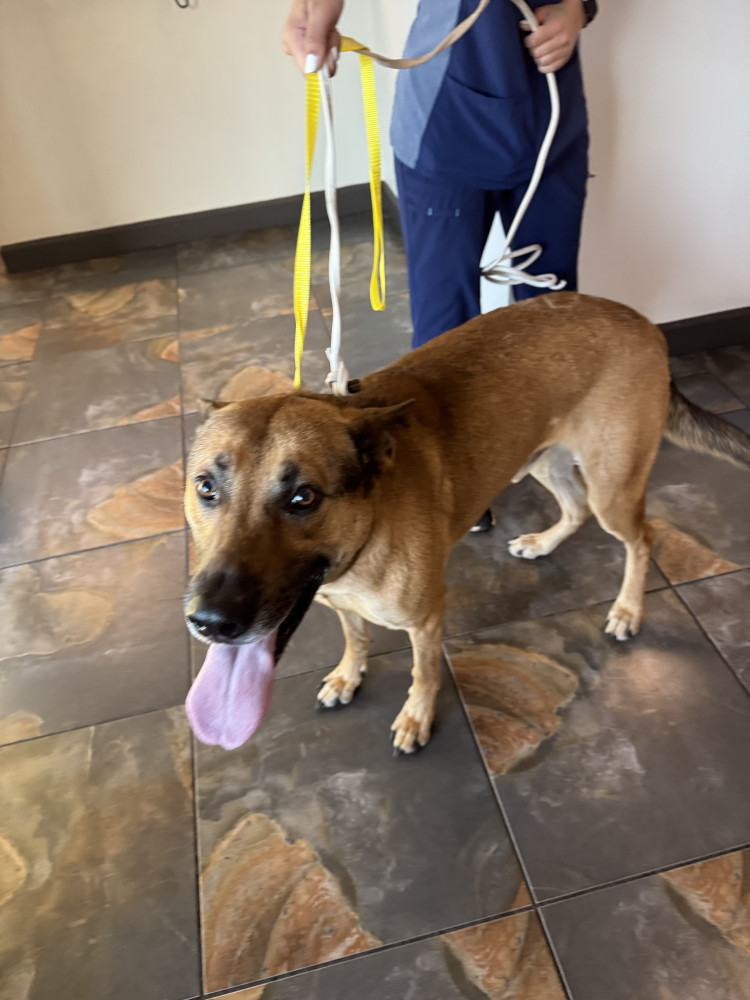 Reunited Male Dog (Tan/Brown, Mixed)
