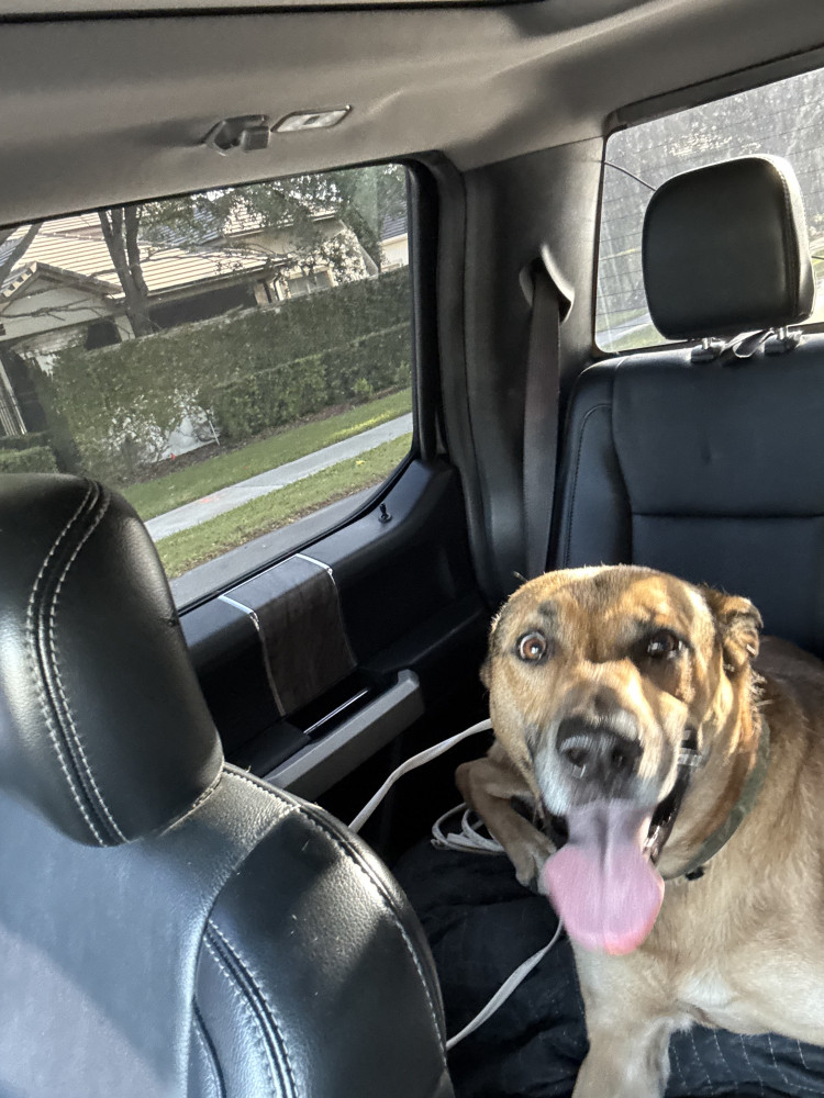 Reunited Male Dog (Tan/Brown, Mixed)