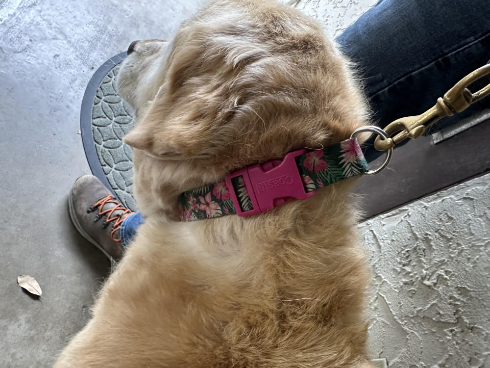 Reunited Female Dog (golden, Golden Retriever)