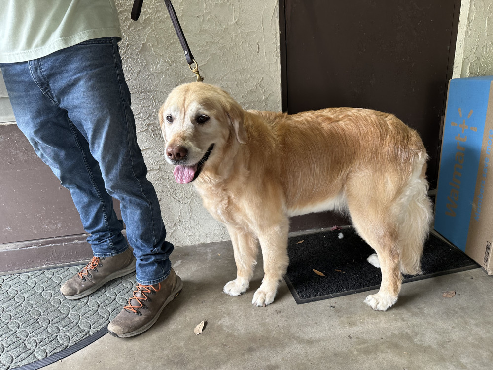 Reunited Female Dog (golden, Golden Retriever)