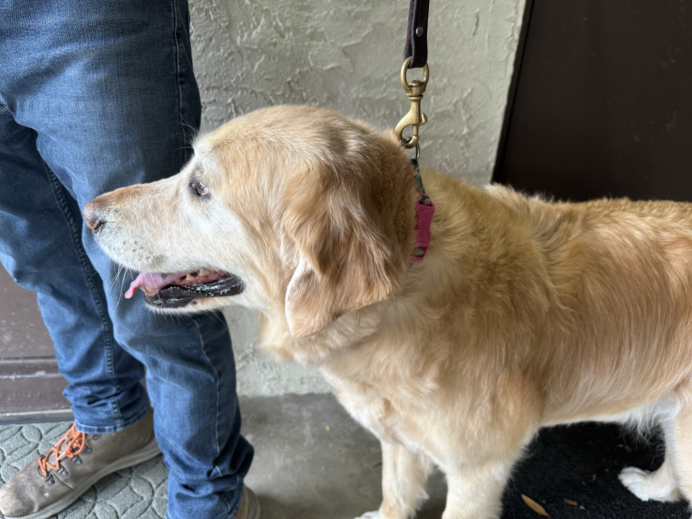 Reunited Female Dog (golden, Golden Retriever)