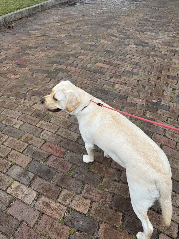 Reunited Female Dog (Yellow lab, Yellow lab)