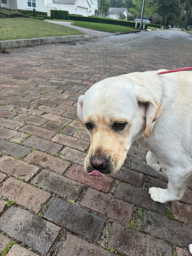 Reunited Female Dog (Yellow lab, Yellow lab)