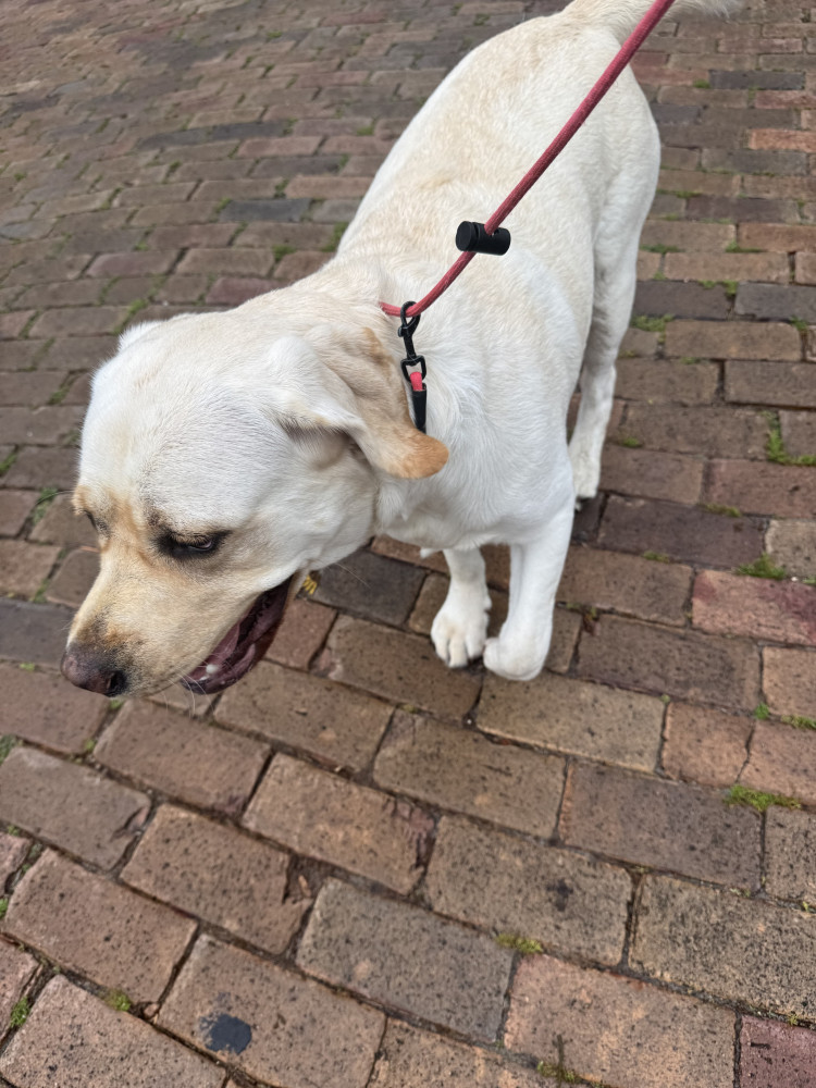 Reunited Female Dog (Yellow lab, Yellow lab)