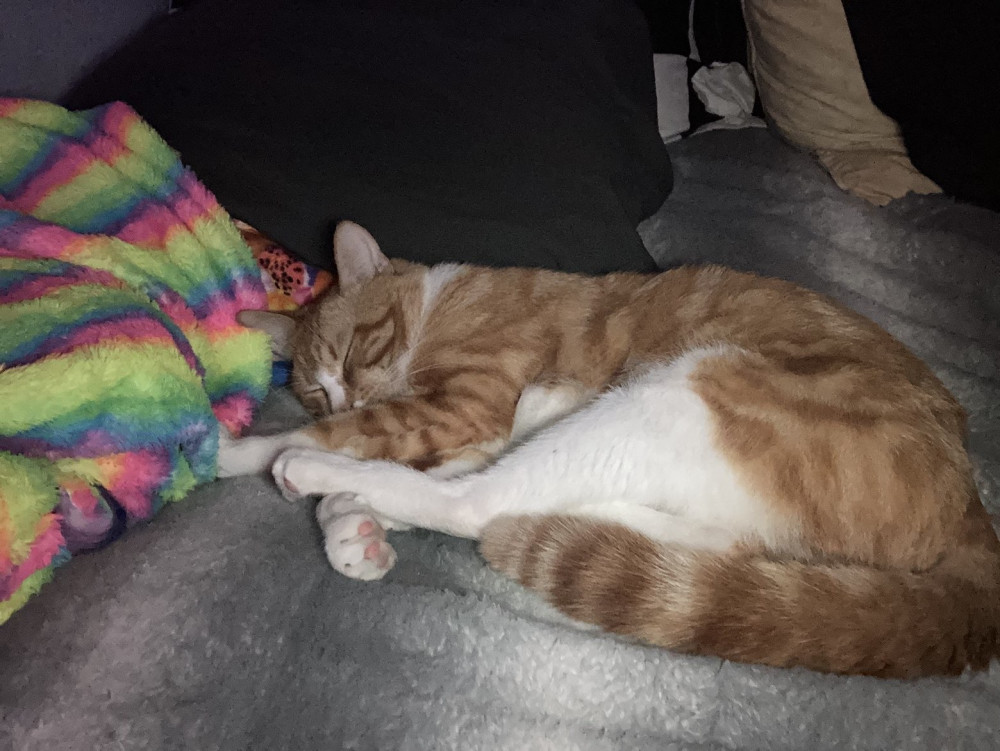 Lost Male Cat (Orange and white, Orange tabby)