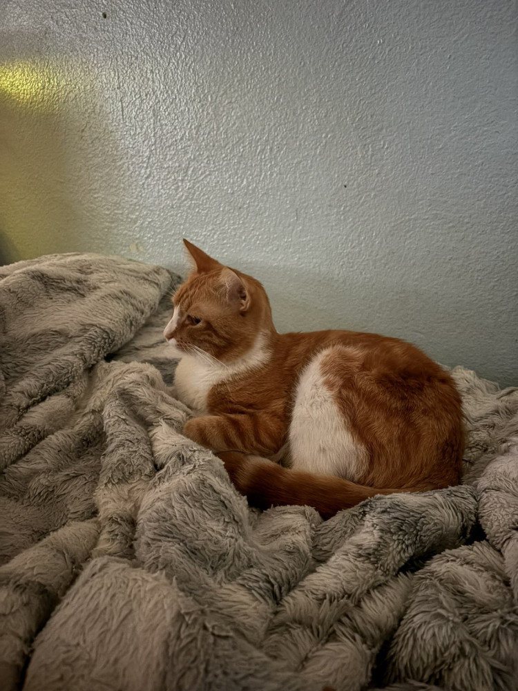 Lost Male Cat (Orange and white, Orange tabby)