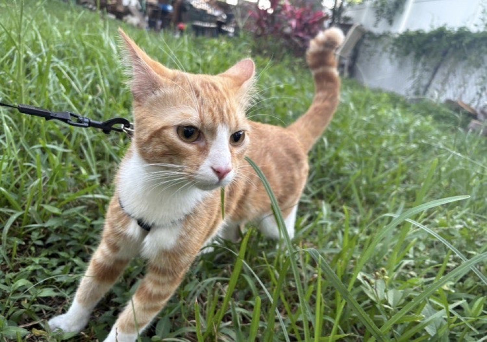 Lost Male Cat (Orange and white, Orange tabby)