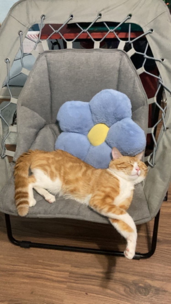 Lost Male Cat (Orange and white, Orange tabby)