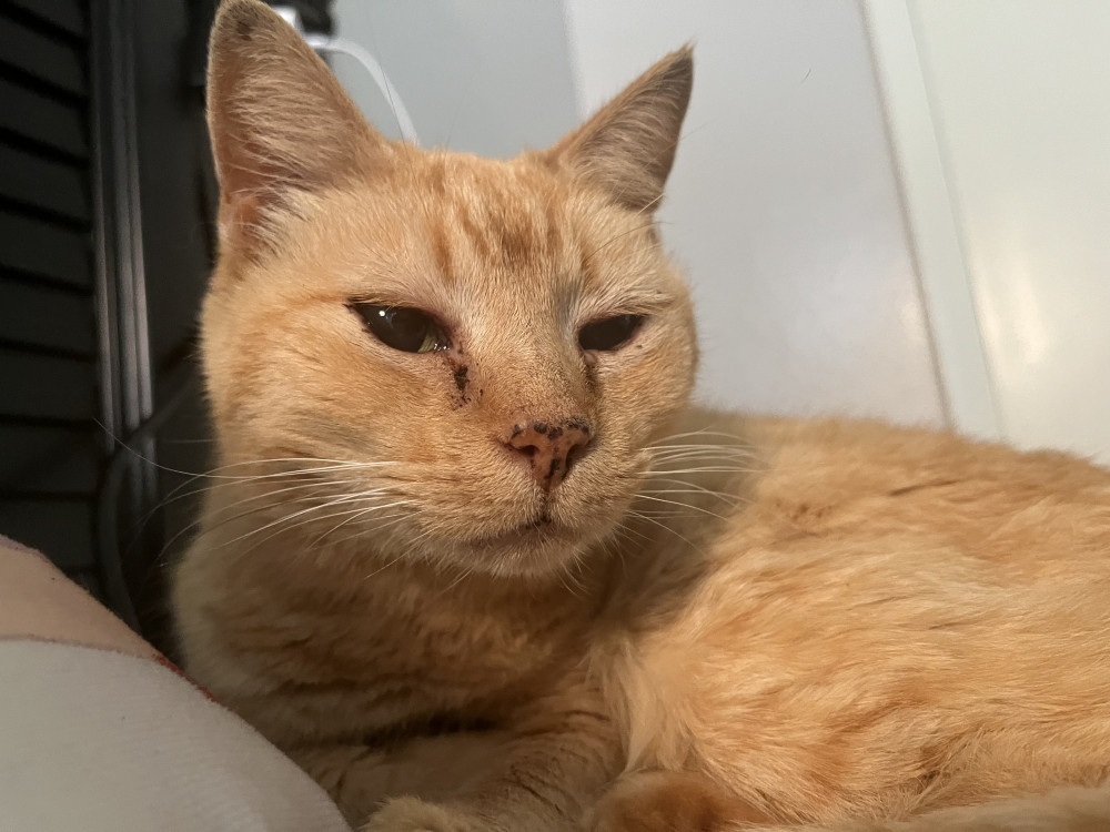 Found Female Cat (Orange, Orange hair)