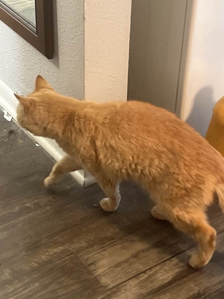 Found Female Cat (Orange, Orange hair)
