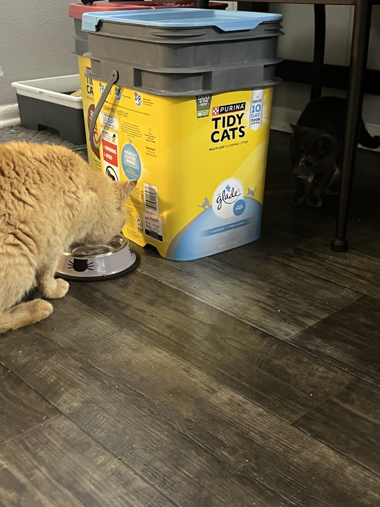 Found Female Cat (Orange, Orange hair)