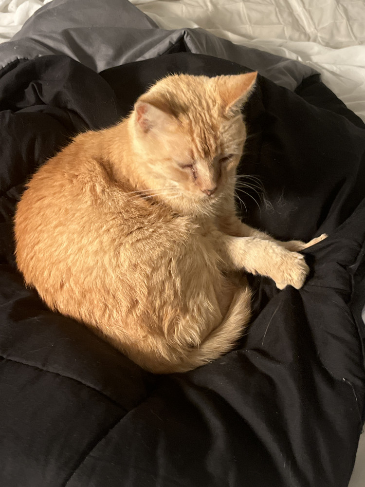 Found Female Cat (Orange, Orange hair)