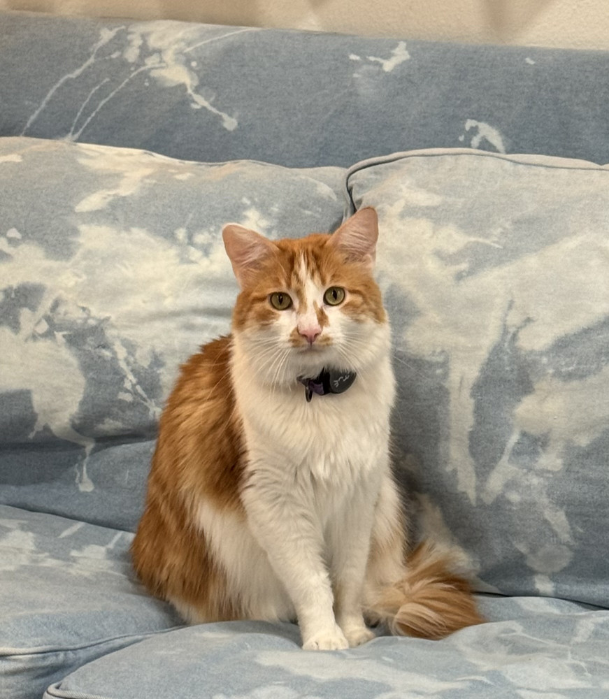 Lost Male Cat (Orange, Longhair)