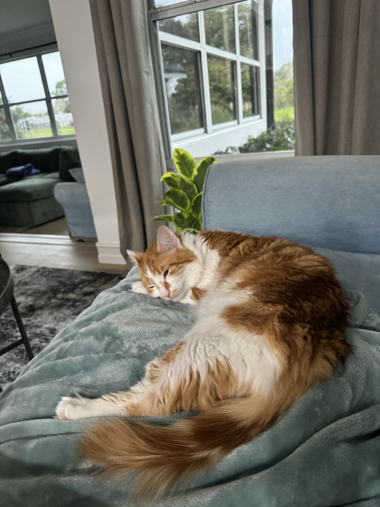 Lost Male Cat (Orange, Longhair)