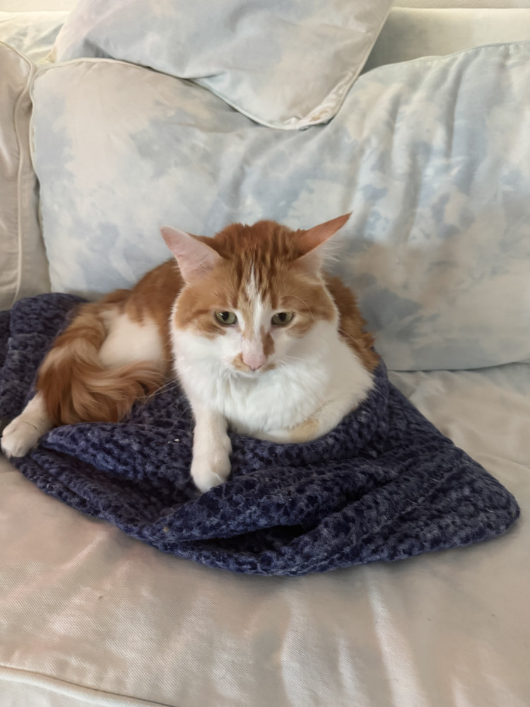 Lost Male Cat (Orange, Longhair)