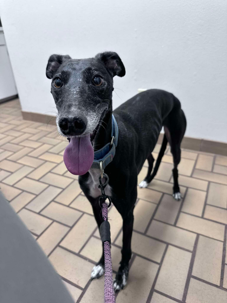 Reunited Female Dog (Black, Greyhound)