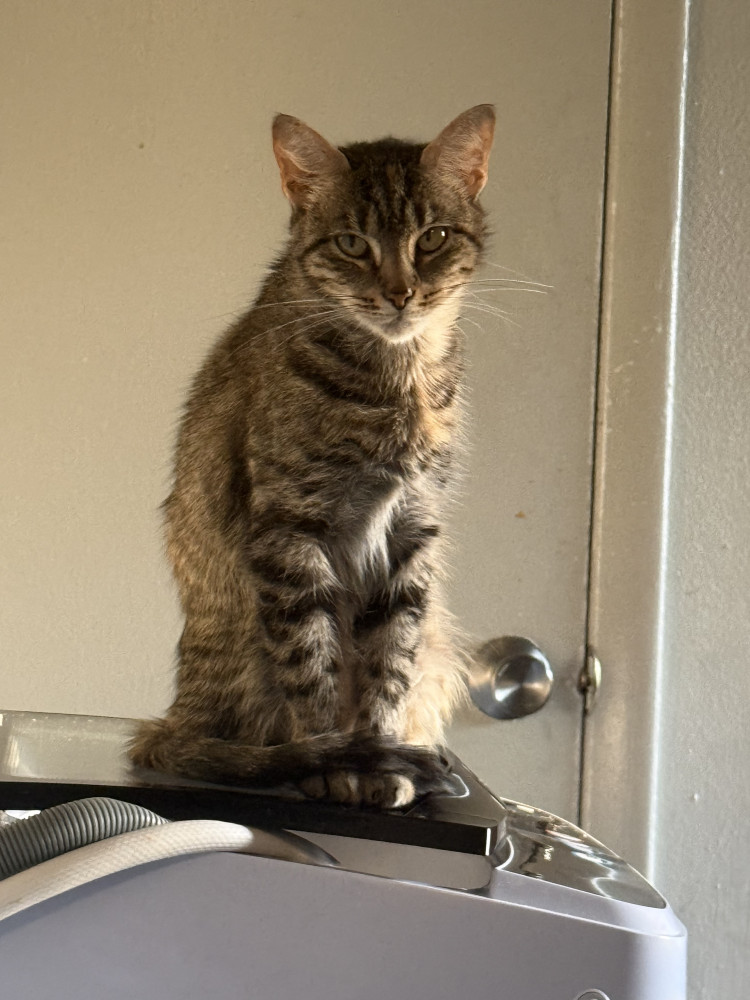 Lost Female Cat (Orange black and grey, Calico tabby)