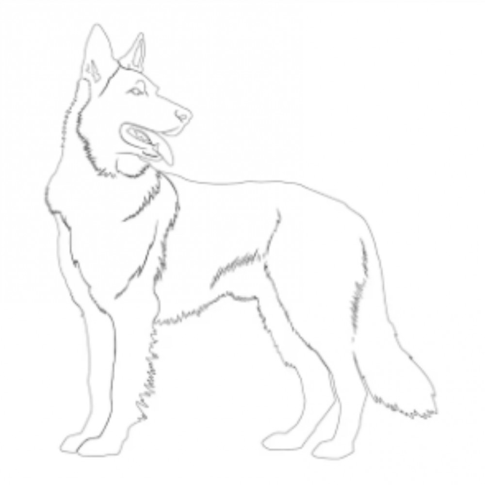 Lost Female Dog (Tri color, German Shepard)