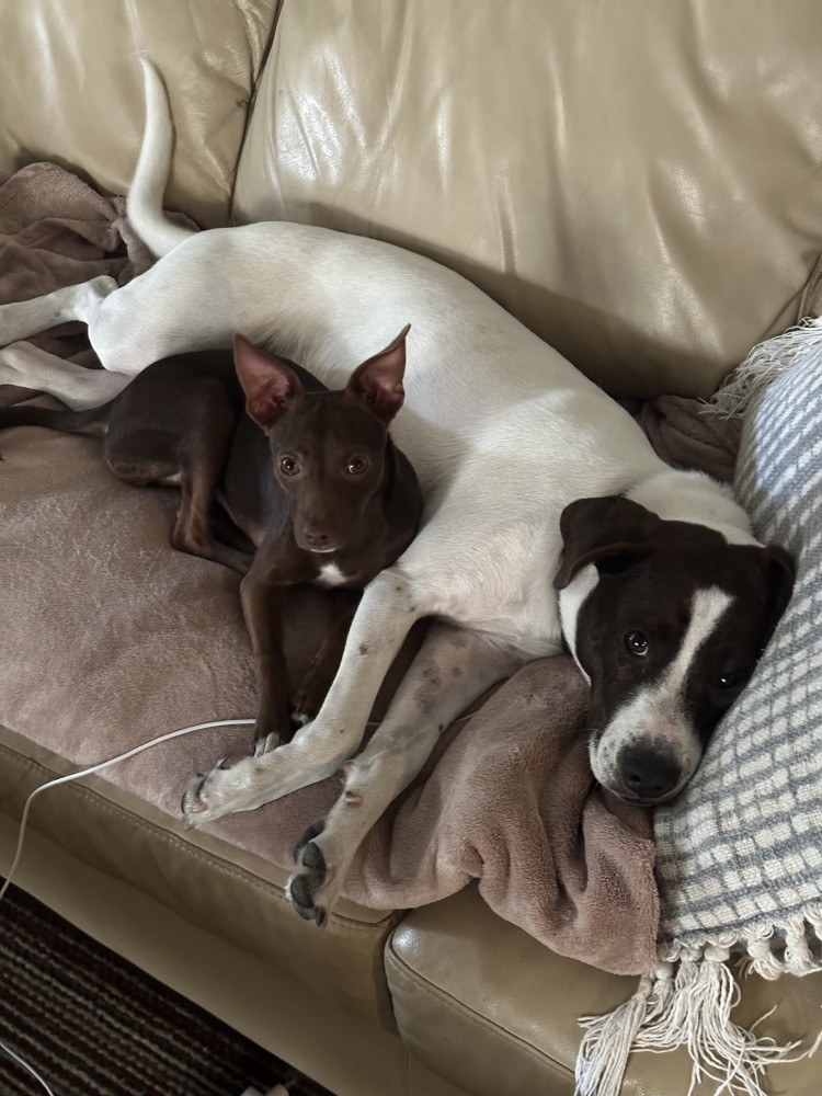 Lost Male Dog (White body, dark brown/white face, Mix)