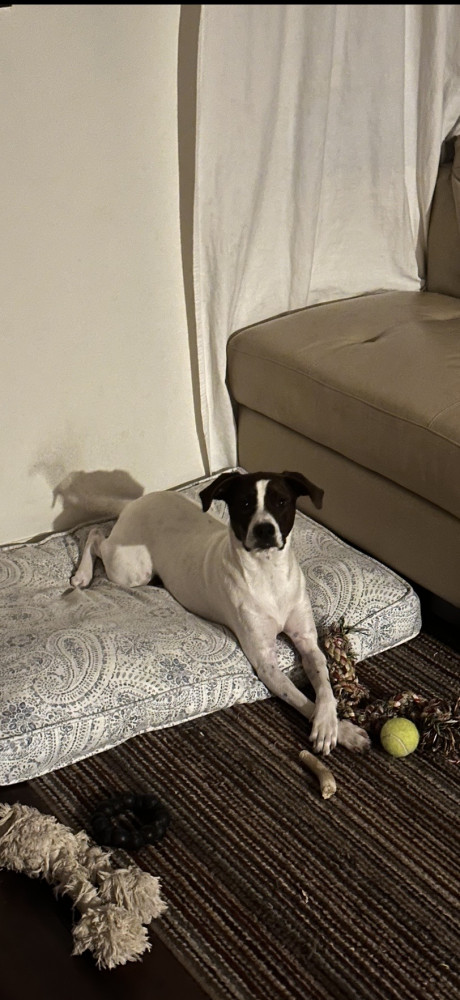 Lost Male Dog (White body, dark brown/white face, Mix)