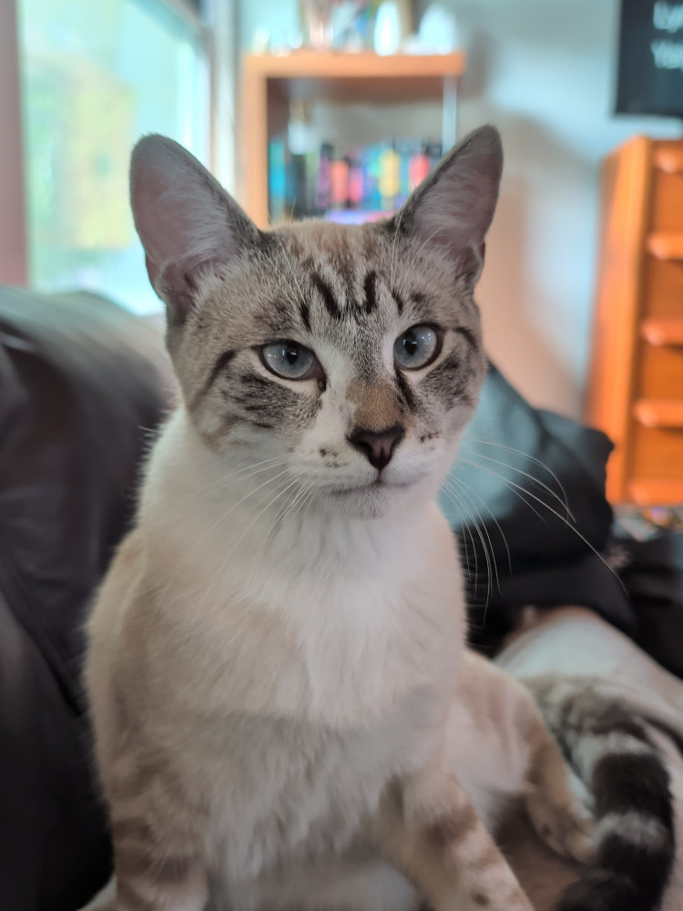 Lost Male Cat (Grey/white lynx point, Siamese mix)
