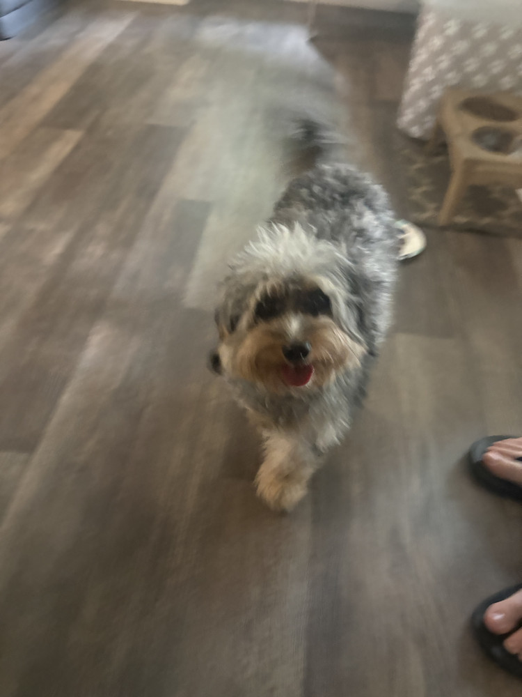 Reunited Female Dog (Tri color, Mini doodle?)