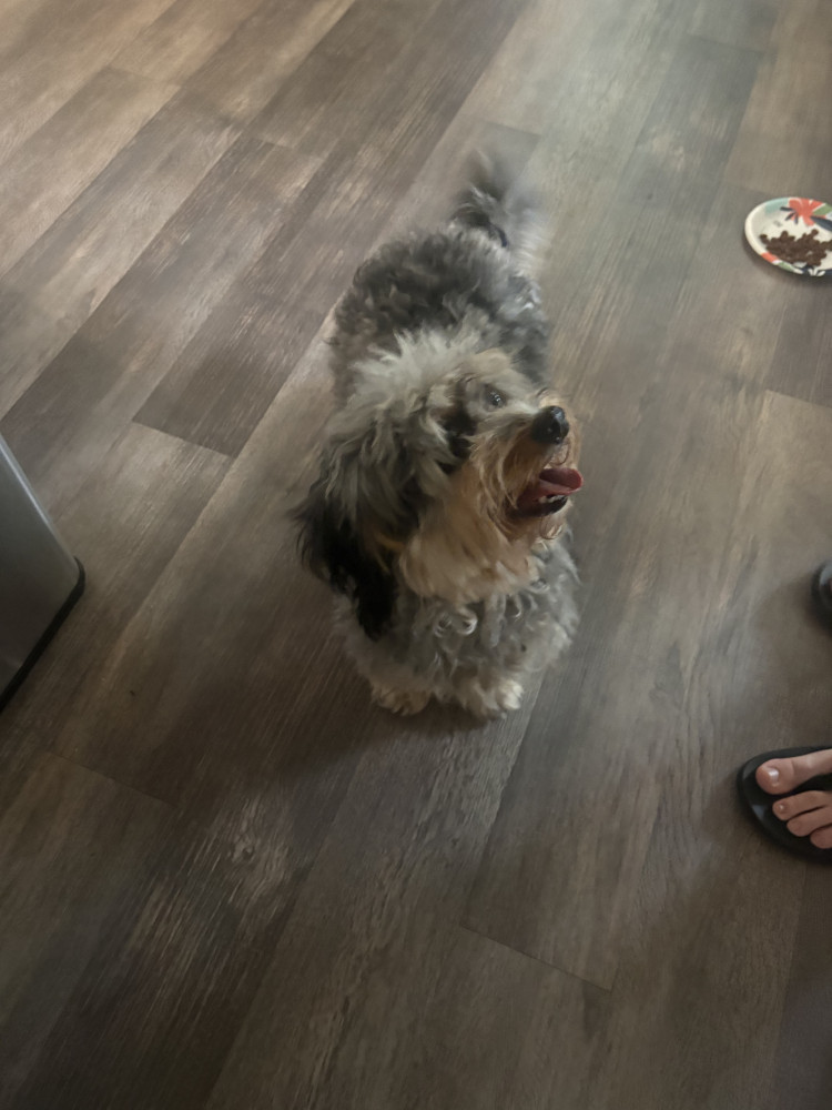 Reunited Female Dog (Tri color, Mini doodle?)