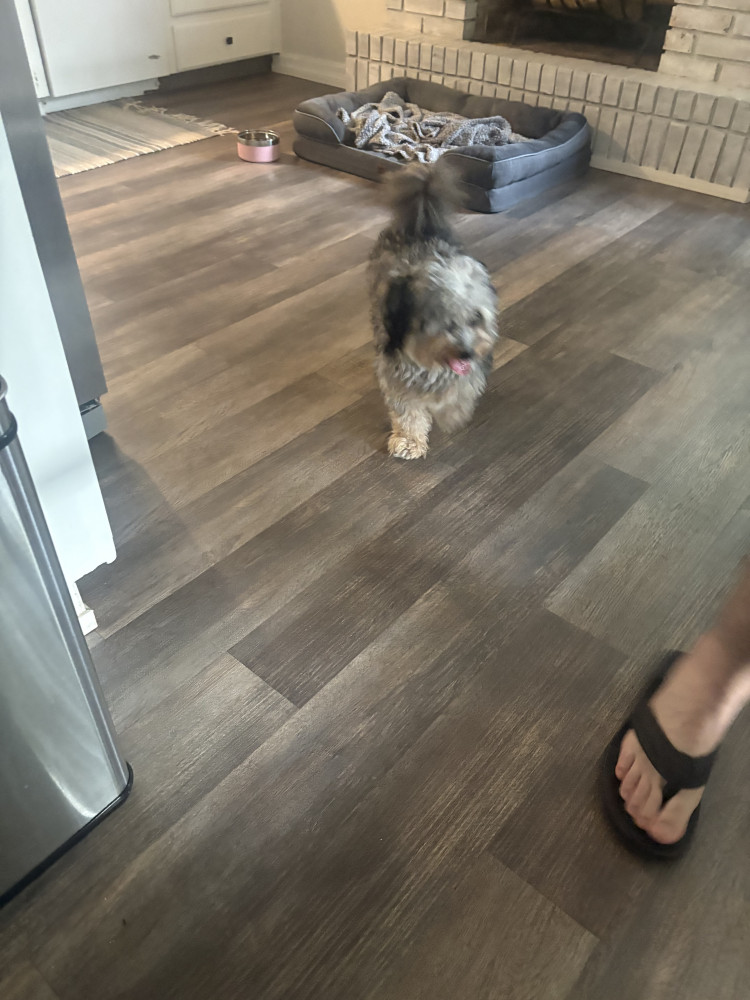 Reunited Female Dog (Tri color, Mini doodle?)