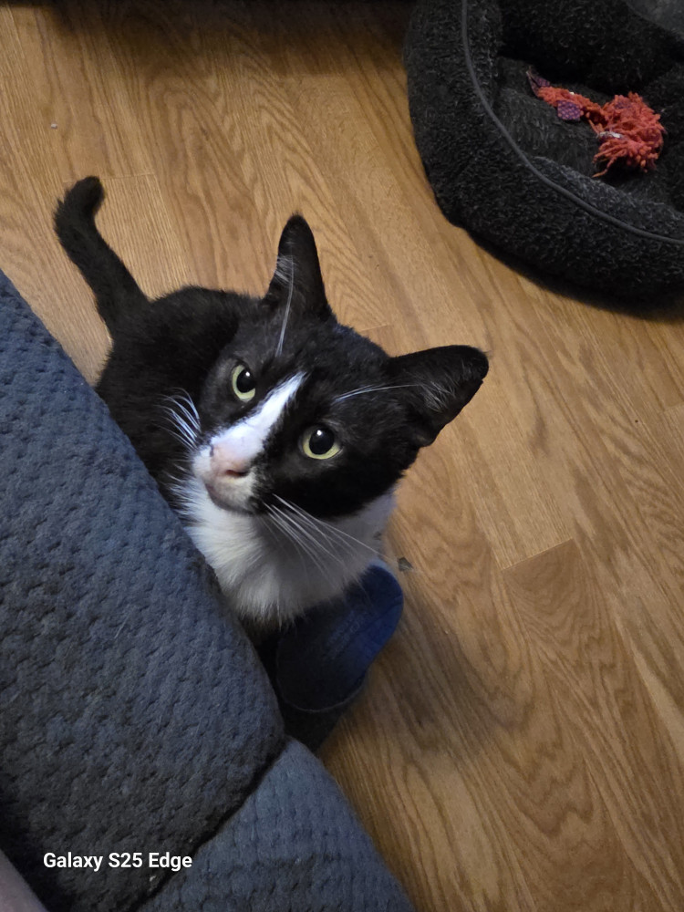 Lost Male Cat (Tuxedo, domestic short hair)