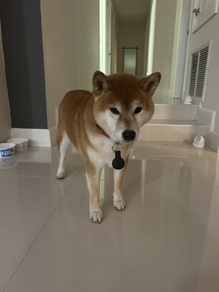 Reunited Male Dog (Red, Shiba Inu)