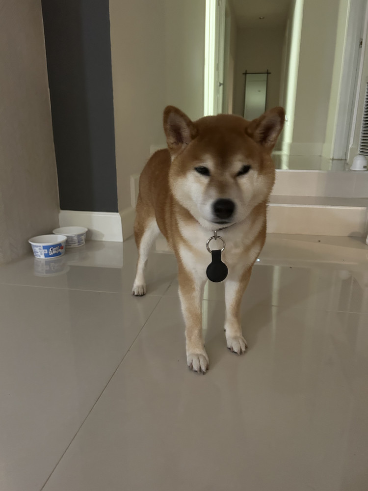 Reunited Male Dog (Red, Shiba Inu)