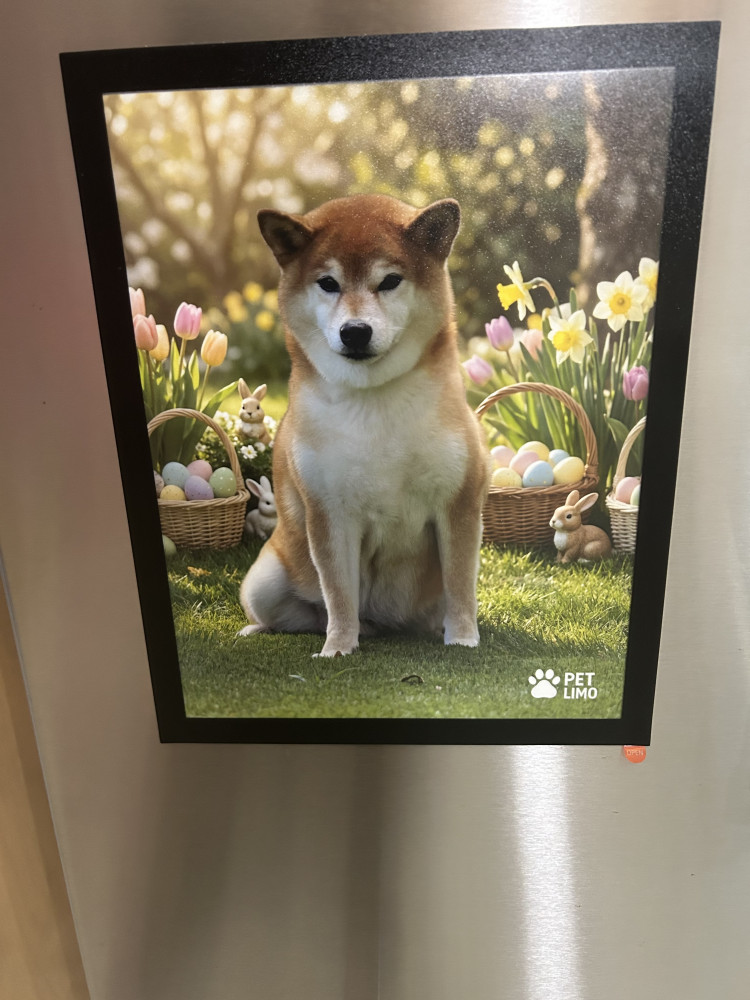 Reunited Male Dog (Red, Shiba Inu)