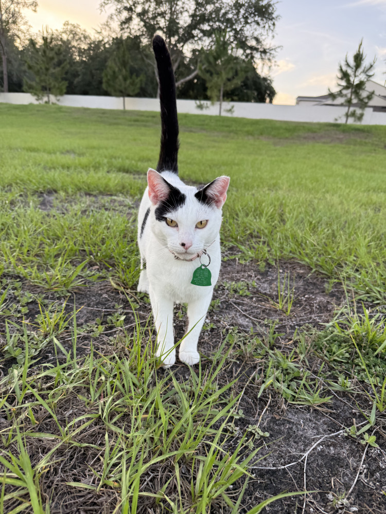 Found Female Cat (White with black spot, I don’t know)