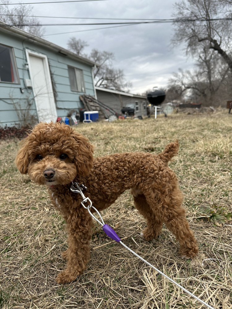 Lost Male Dog (Golden brown, Toy poodle)